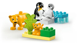 10442 LEGO® DUPLO Vahşi Hayvan Aileleri: Penguenler ve Aslanlar - Thumbnail