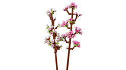 40725 LEGO® Botanicals Kiraz Çiçekleri - Thumbnail